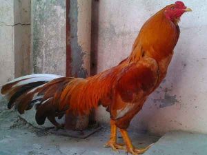 Khám phá thông tin về chiến kê Thái Bình