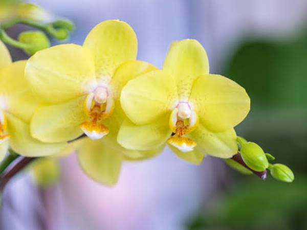 Ý nghĩa giấc mơ thấy hoa phong lan là gì? Đánh số mấy