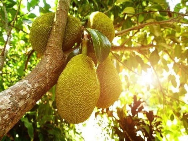 Ngủ mơ thấy quả mít điềm báo gì, đánh con gì rước tài lộc?