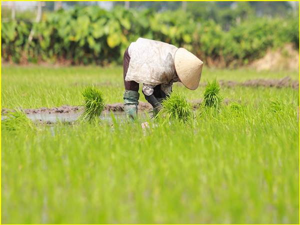 Mơ thấy đi cấy đánh con gì? Giải đáp ý nghĩa điềm báo giấc mộng