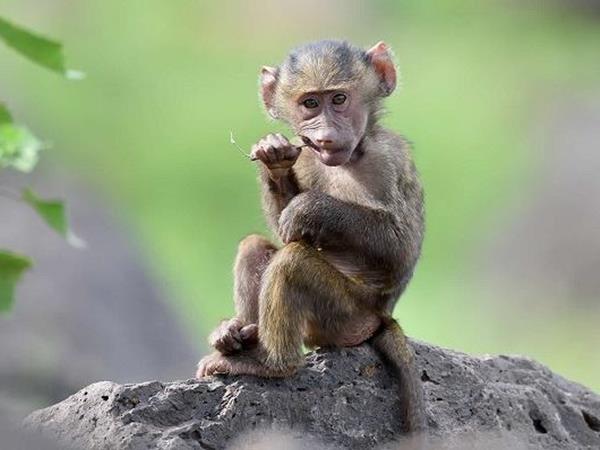 Giải mã giấc mơ thấy con khỉ là điềm báo gì