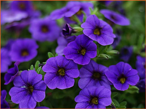 Hoa màu tím số mấy? Mơ thấy hoa màu tím đánh con gì hôm sau