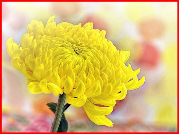 Nằm mơ thấy hoa cúc vàng nên chọn số mấy? đánh con gì