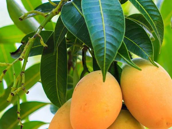 Mơ thấy cây xoài là số mấy nên chọn đánh con gì hay về