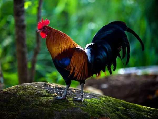 Bắt gặp thấy gà rừng có mang lại điều gì may mắn?