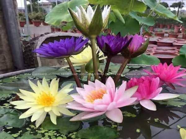 Nhìn thấy hoa súng có điềm báo gì, nên chọn s?đẹp nào?